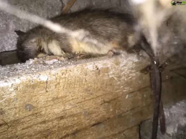 Dead Rat Removal Bells Creek